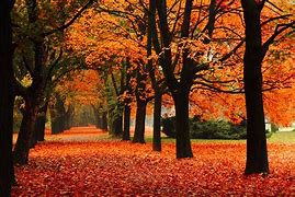 Autumn scene
